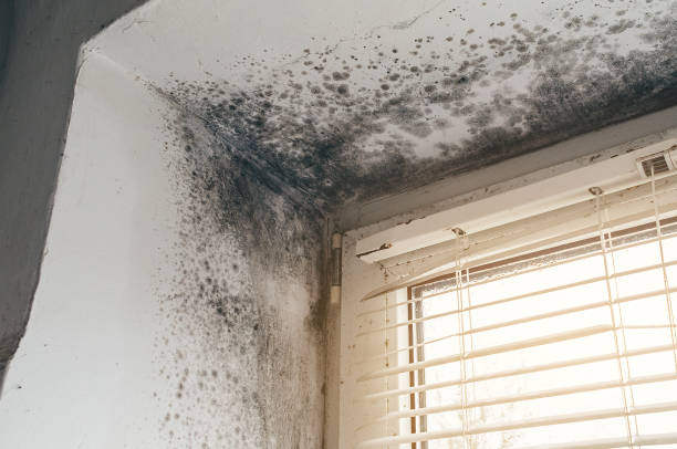 Affordable Mold Cleanup solutions in Worton, MD